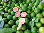 Làm giàu không khó từ cây chanh đào