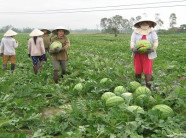 Dưa hấu Kỳ Lý: Chắc ruột, vị ngọt thanh