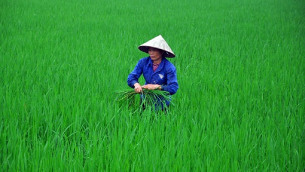Bắc thêm một “nhịp cầu” gỡ khó cho nhà nông