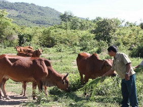 Phước Hòa: Mô hình nuôi bò rẻ đạt hiệu quả cao