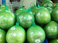 Trồng bưởi da xanh cho ra quả quanh năm.
