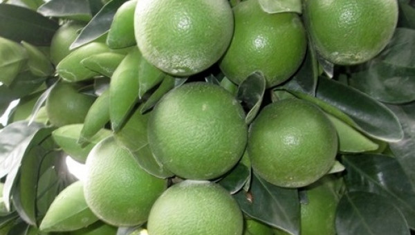 Làm giàu từ mô hình dây dựng thương hiệu cam xoàn