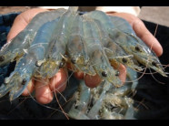 Thành công từ nuôi tôm thẻ chân trắng trên diện tích nhỏ