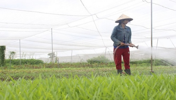 Ra ngoại ô Sài Gòn mở trang trại thuê đất trồng rau