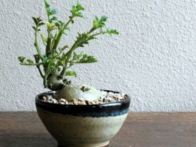 Các loại cây cảnh bonsai đẹp từ rau củ quả khiến bao người mê mẩn