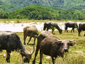 Vượt ngàn khó khăn làm giàu từ nuôi trâu, bò