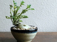 Các loại cây cảnh bonsai đẹp từ rau củ quả khiến bao người mê mẩn