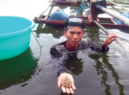 Kiếm tiền tỷ nhờ nuôi ốc hương