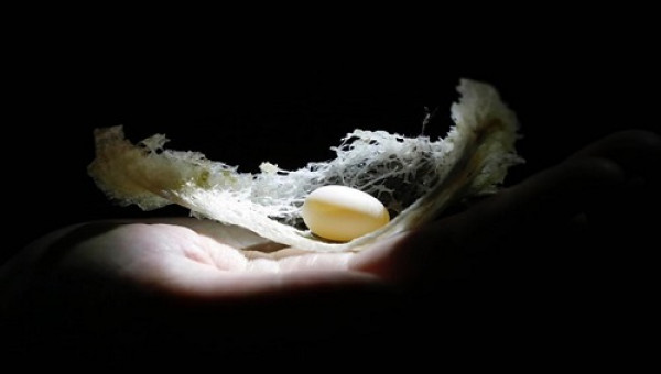 Quy trình chế biến "cà phê trắng" từ tổ yến siêu sạch