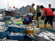 Đánh bắt, tiêu thụ hải sản 4 tỉnh: Lập bản đồ vùng biển cấm!