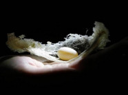 Quy trình chế biến "cà phê trắng" từ tổ yến siêu sạch