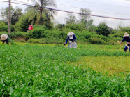 Quyết liệt xử lý thực phẩm bẩn