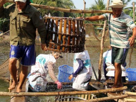 Kiểu thu mua cá, tôm lạ đời của thương lái Trung Quốc