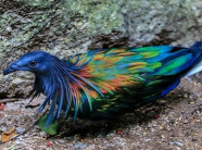 Ngỡ ngàng với "nhan sắc" mê hoặc của loài bồ câu kỳ lạ