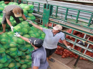 Thương lái Trung Quốc tăng cường thu mua, dừa khô 'sốt giá'