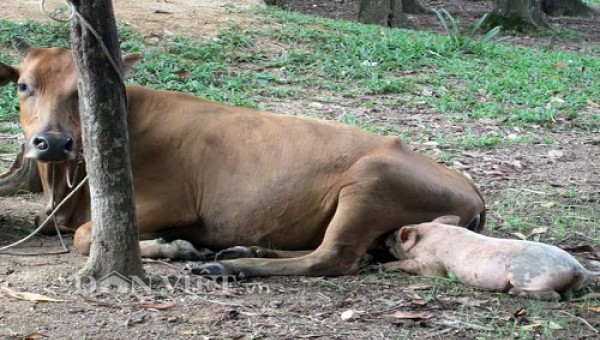 Chuyện lạ xứ Nghệ: Bò mẹ cho lợn con bú