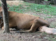 Chuyện lạ xứ Nghệ: Bò mẹ cho lợn con bú