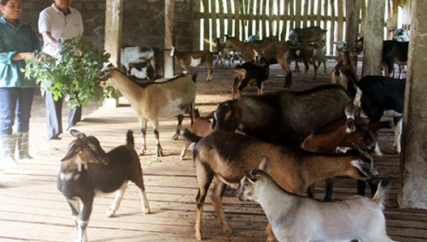 Những mô hình làm giàu hiệu quả trên vùng đất "Khó".