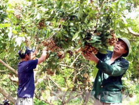 Nhãn muộn Khoái Châu mùa quả ngọt