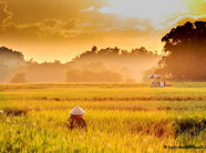 Ảnh: "Đốn tim" với cảnh đồng quê Bắc Bộ tuyệt đẹp trong nắng thu