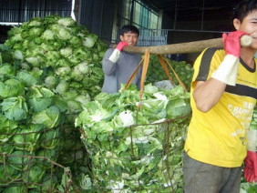 Thủ phủ rau Đà Lạt thiếu... cửa hàng rau an toàn