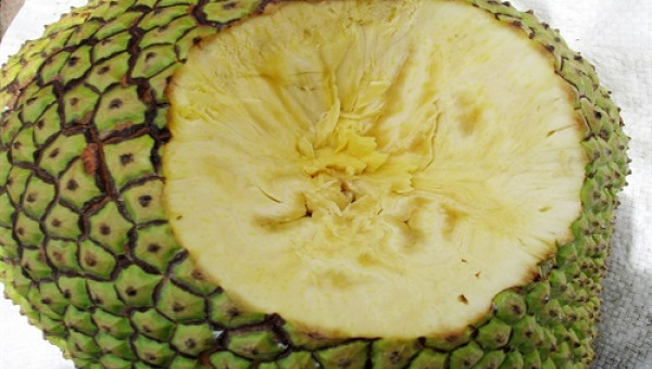 Giống mít không hạt - mới lạ và nhanh giàu