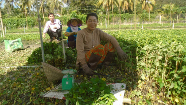Làm giàu nhờ trồng rau diếp cá