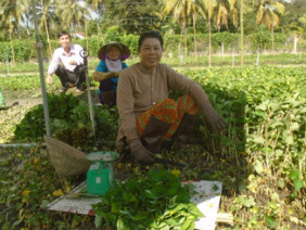 Làm giàu nhờ trồng rau diếp cá