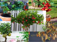 Mãn nhãn với những loại cây bonsai cho quả vừa đẹp mắt lại ý nghĩa