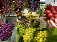 8 giống nho "nhất quả đất"