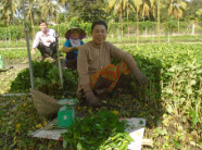 Làm giàu nhờ trồng rau diếp cá