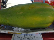 Trồng đu đủ sai trĩu quả, nặng gần 8kg/quả...bí quyết???