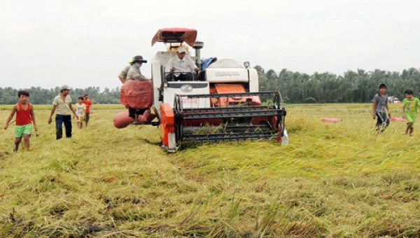 Phòng chống hạn, mặn cho lúa đông xuân: Sống-chết là do... dự báo