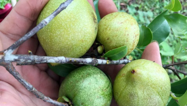 Thòm thèm vị chua ngọt của trái bứa rừng