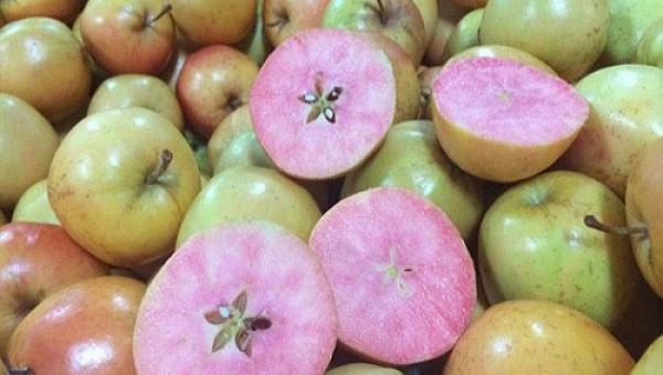 Kỳ lạ với giống táo vỏ vàng ruột hồng