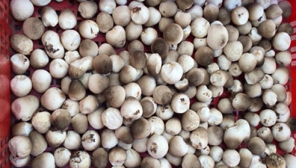 Trồng nấm rơm trong nhà chẳng ngại nắng mưa...mà lại giàu