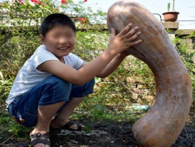 Bí ngô "khủng" nặng 40 kg dài gần 1 mét