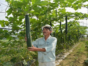 Trồng rau sạch chuẩn VietGAP...người dân Đà Nẵng vươn lên làm giàu