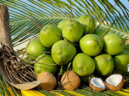 Trồng dừa xiêm lùn nông dân nhàn nhã thu tiền