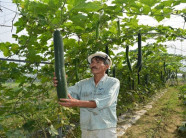 Trồng rau sạch chuẩn VietGAP...người dân Đà Nẵng vươn lên làm giàu