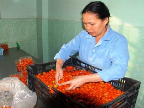 Khan hàng, cà chua tăng giá mạnh