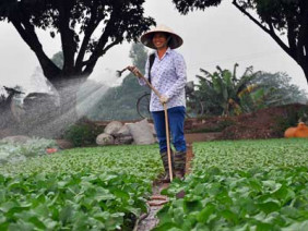 Vựa rau - lúa Đông Anh đạt chuẩn nông thôn mới