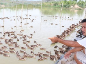 Tò mò thu nhập của nông dân sở hữu hàng ngàn con vịt trời