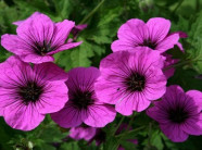 8 loại cây dễ trồng khiến muỗi “kinh sợ”