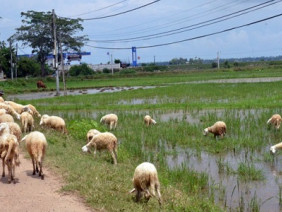 Lựa chọn thông minh của chàng trai xứ Quảng: Nuôi cừu độc nhất