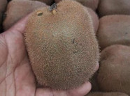 Kiwi Tàu 25.000 lừa bán 170.000 đồng/kg: Dân chảnh hớ nặng
