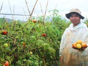 Nông dân Lâm Đồng nhổ bỏ hàng trăm ha cà chua vì dịch bệnh