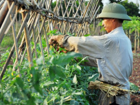 Ngoạn mục vùng chuyên canh đạt 2 tỷ đồng/năm