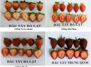 Cách phân biệt dâu tây Đà Lạt và dâu tây Trung Quốc