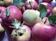 Táo không rõ nguồn gốc đội lốt táo đá Hà Giang: Người tiêu dùng đang bị lừa?